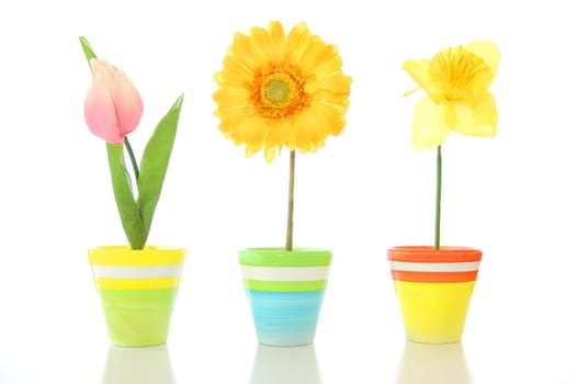 lucky summer flowers in pot on a happy day