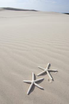 Starfish on a yellow sand beach