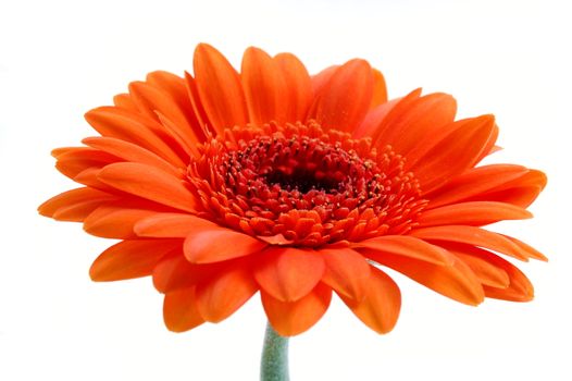 gerbera daisy flower isolated on white background
