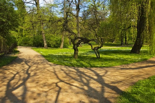 Shaded boulevards in park 