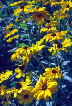 Black Eyed Susan