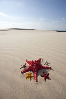 Starfish on a yellow sand beach 