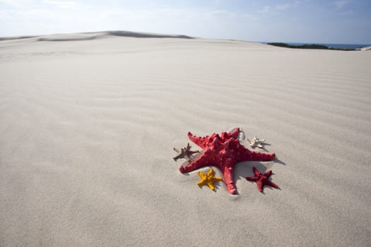 Starfish on a yellow sand beach