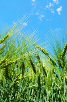 green wheat grain under blue sky on a farm