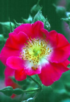 Wild Rose