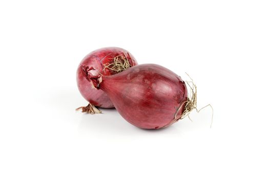 Two raw unpeeled red onions on a reflective white backgrounds