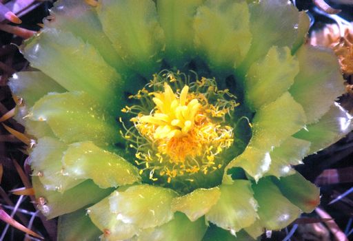 Close up  of blooming cactus