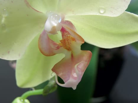 Yellow orchid with water drops  