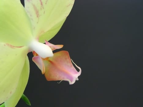 Yellow orchid flowers at the black background    