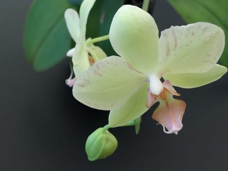 Yellow orchid flowers at the black background   