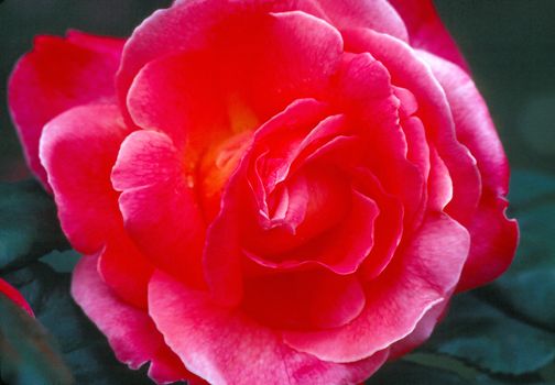 Blooming rose in garden