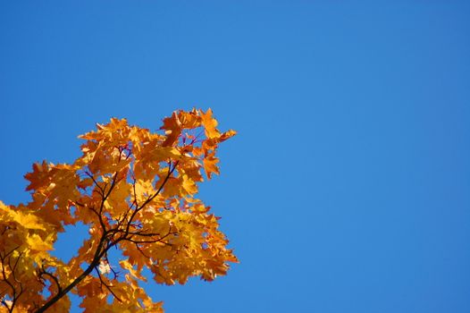 golden fall leave of a tree in a forrest on blue sky