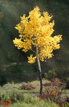 Bright gold of aspens (Populus tremuloides) sparkle in shafts of sunlight filtering through the dark pines of deep forest.