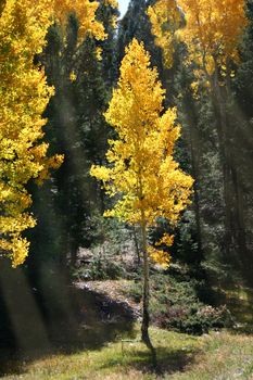 Bright gold of aspens (Populus tremuloides) in Autumn is emphasized by shafts of sunlight streaming through pine trees