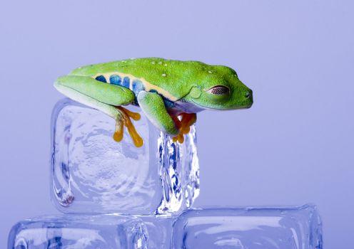 Red eyed tree frog sitting on ice cube