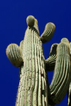 Ancient saguaro cactus (Carnegiea gigantea) reaches for the brilliant blue Arizona sky