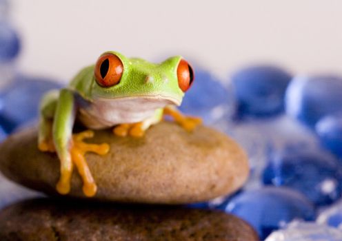 Red eyed tree frog sitting on stone