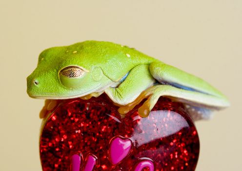 Red eyed tree frog sitting on heart