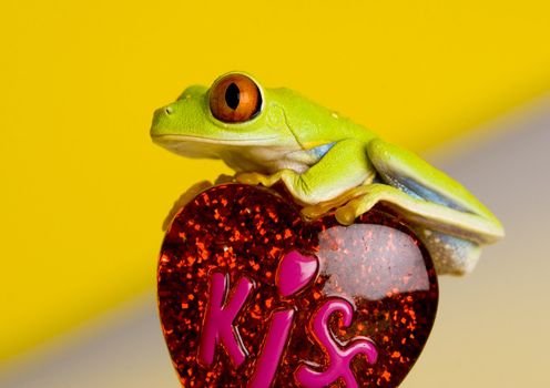 Red eyed tree frog sitting on heart