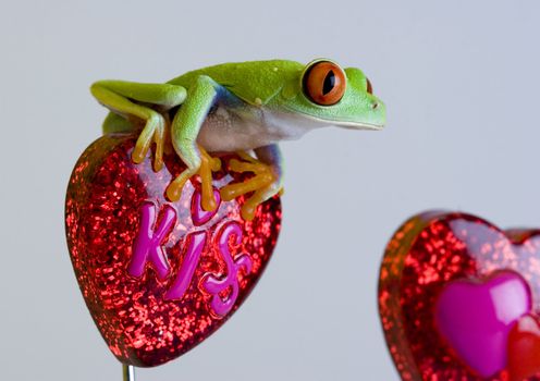 Red eyed tree frog sitting on heart
