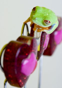 Red eyed tree frog sitting on heart