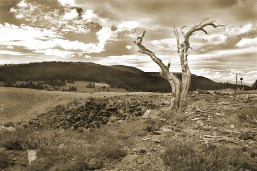 Stark trunk of pine tree marks the spot where many silver mine shafts once decimated the landscape in the Colorado Rocky Mountains