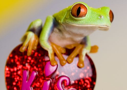 Red eyed tree frog sitting on heart