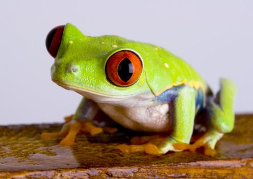 Red eyed tree frog sitting on wood