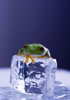 Red eyed tree frog sitting on ice cube