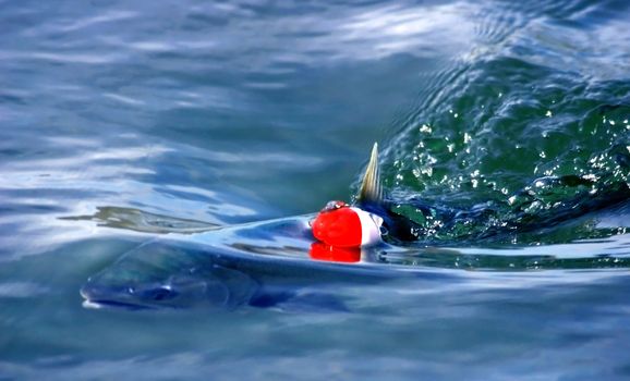 Silver salmon (Oncorhynchus kisutch) caught with straight-line set-up, swimming through blue ocean water with his bobber in tow.