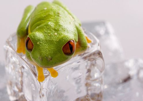 Red eyed tree frog sitting on ice cube