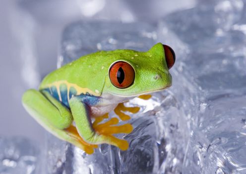 Red eyed tree frog sitting on ice cube