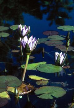 Blooming Water Lily in pond