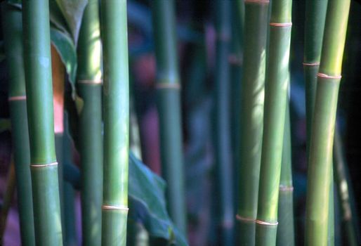 Close up of bamboo trees