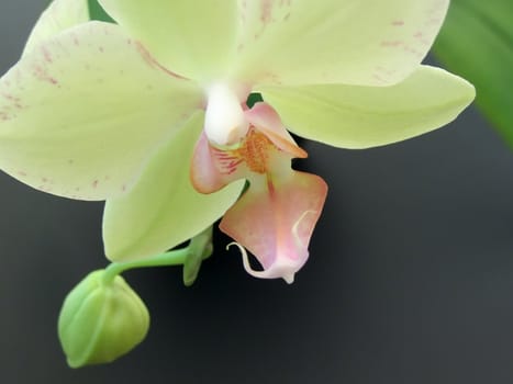 Close up yellow orchid flowers   