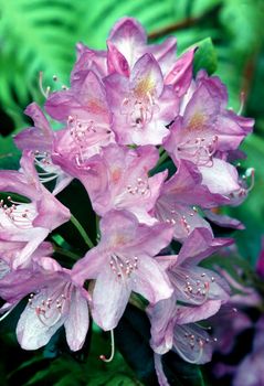 Blooming Rhodonendron