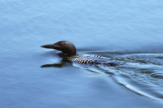 Big mature loon swimming by the shore