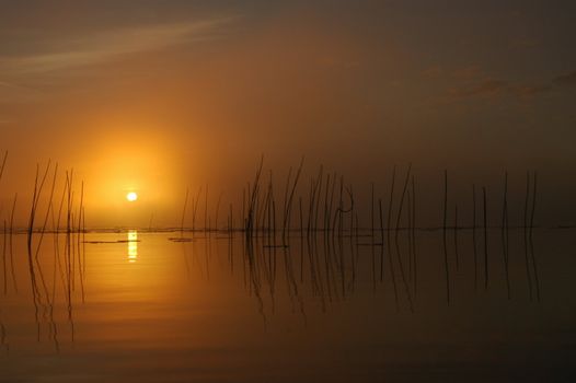 Sun piercing through the morning fog.                                    