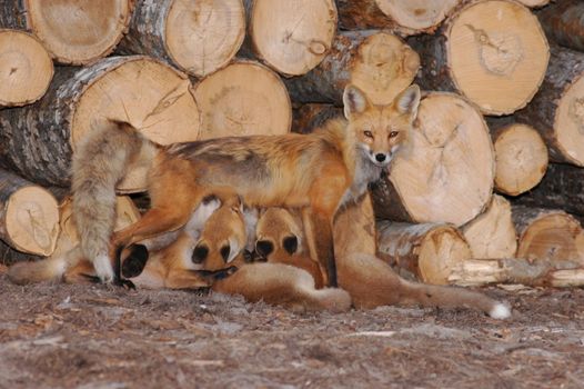 Female fox watching as she feeds her cub                                    