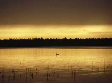 Silouhette of waterfowl in a golden sunset 