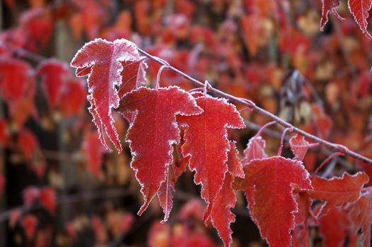 Red maple leaves covered in early morning frost
