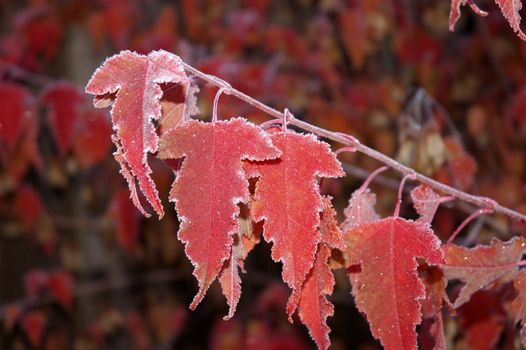 Frosty maple leaves in the morning frost