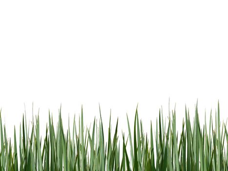 Green grass with some dry leaves against white background.