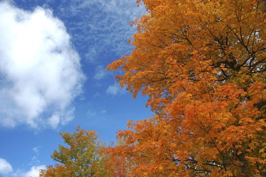 View of sky and colorful leaves
