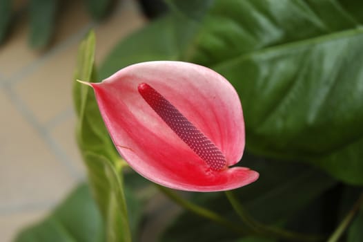 Phallic shped flower