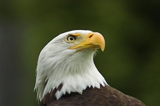 Profile headshot of American Bald Eagle looking in the distance