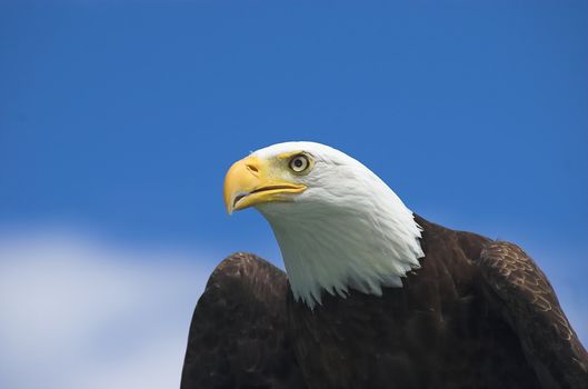 Perched bald eagle keeping a sharp eye on prey