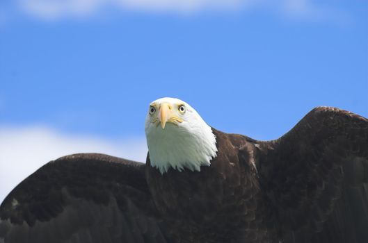 Close up view of this majestic bald eagle flying above as it looks for prey