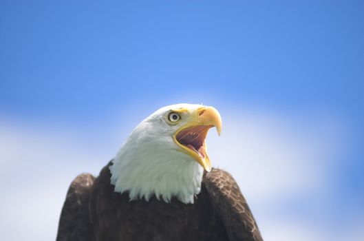 Bald Eagle screaming at something in the distance