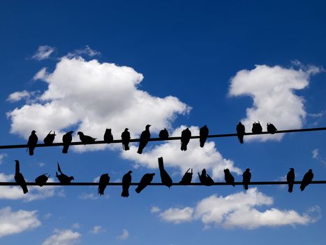 Silhouettes of birds sitting on wires